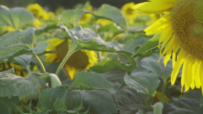 【原创】朝阳花