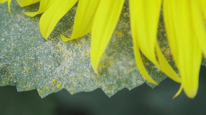 【原创】种植向日葵