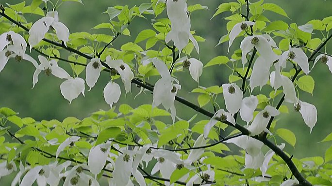 珙桐鸽子花树中国鸽子树