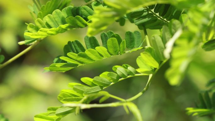 广东凉茶鸡骨草