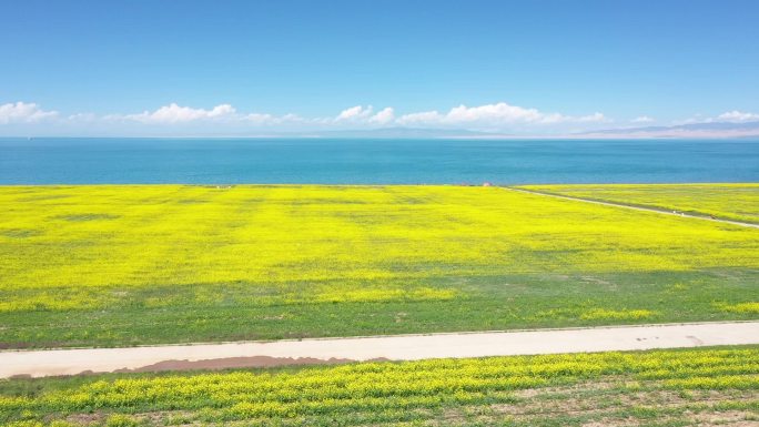 青海湖油菜花航拍