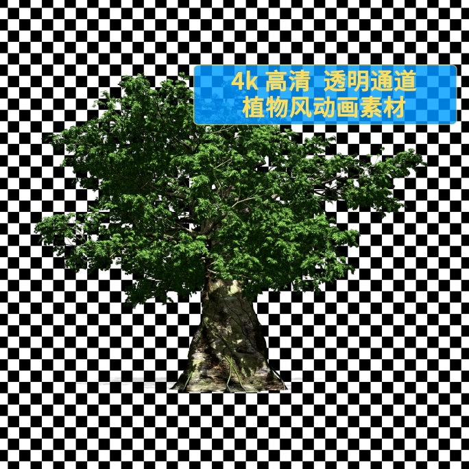 植物大树10