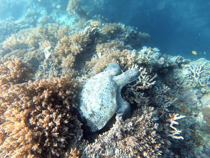 诗巴丹潜水遇到的海龟