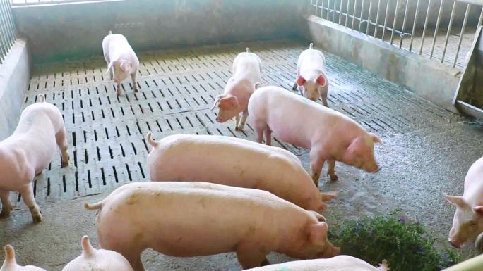 美国长白条猪养殖