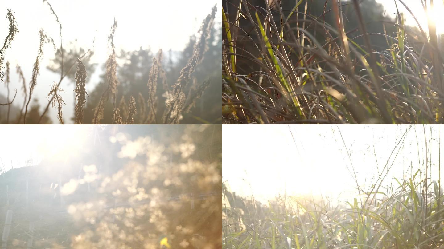 植物阳光逆光唯美夕阳落日