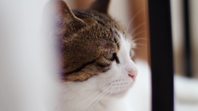 慵懒可爱的猫咪特写，萌宠宠物4K视频素材