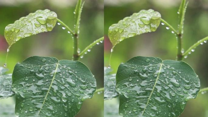 菩提树视频