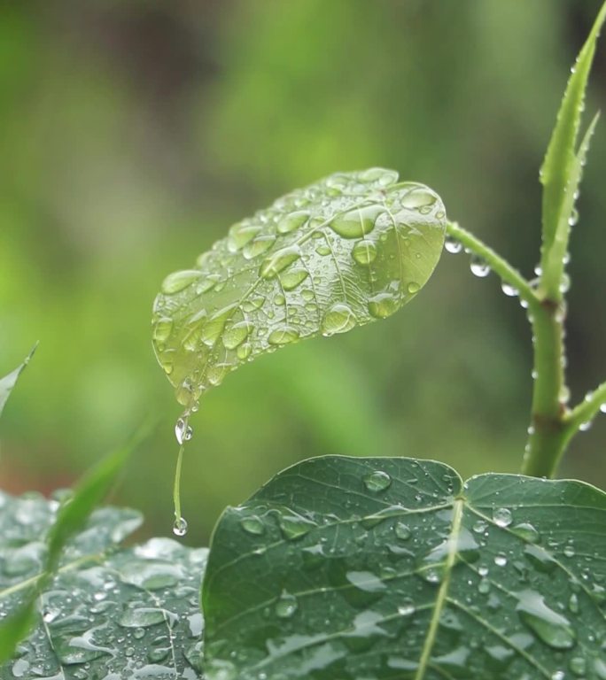 菩提树视频