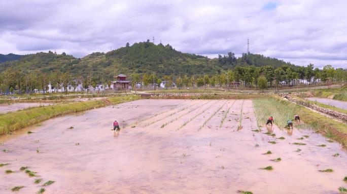 （可商用）4K水稻插秧种植农作物