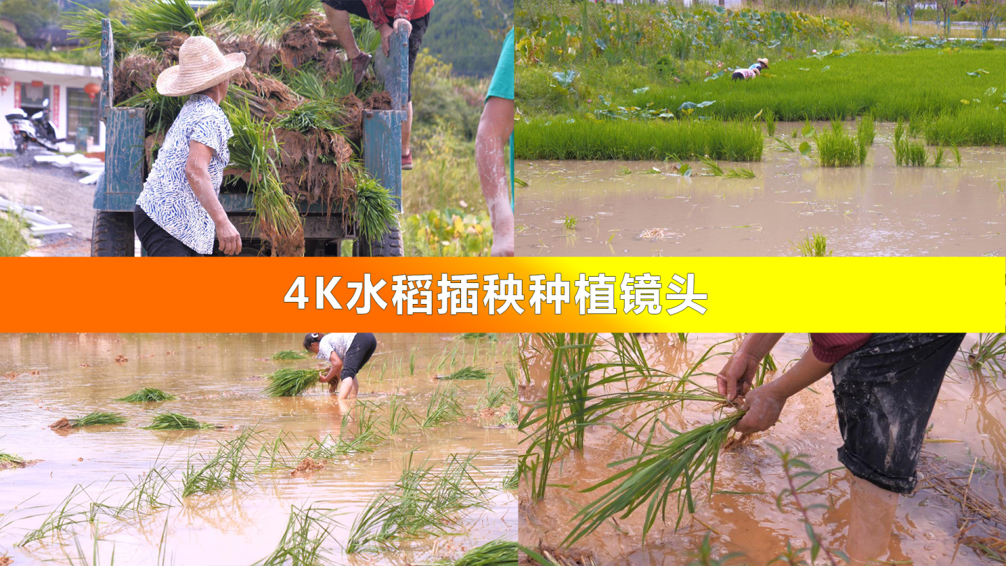 （可商用）4K水稻插秧种植农作物