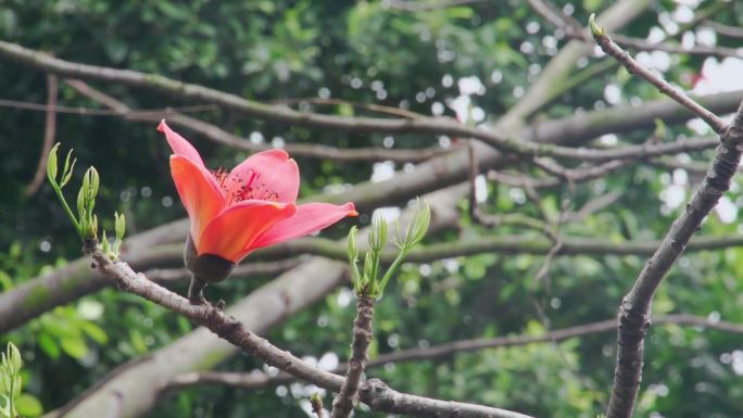 广东木棉花英雄花实拍素材