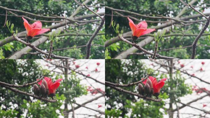 广东木棉花英雄花实拍素材