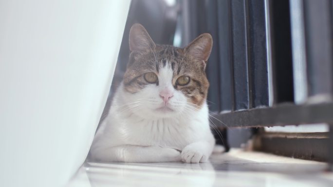 窗台上的猫咪，宠物萌宠4K视频素材