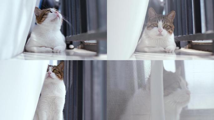 窗台上的猫咪，宠物萌宠4K视频素材