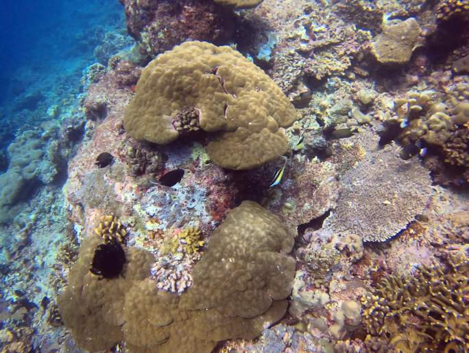 诗巴丹美丽的珊瑚