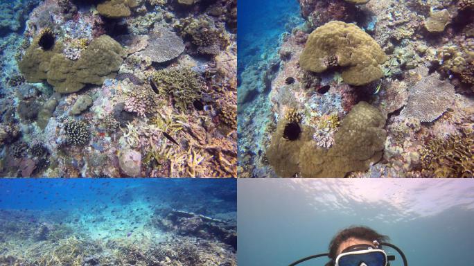 诗巴丹美丽的珊瑚