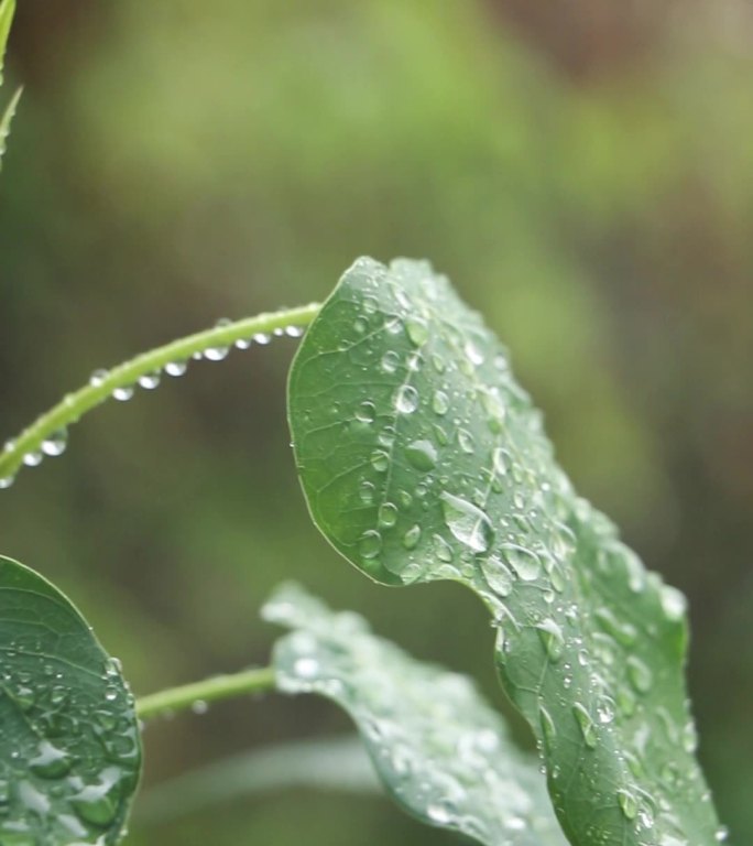 菩提树视频