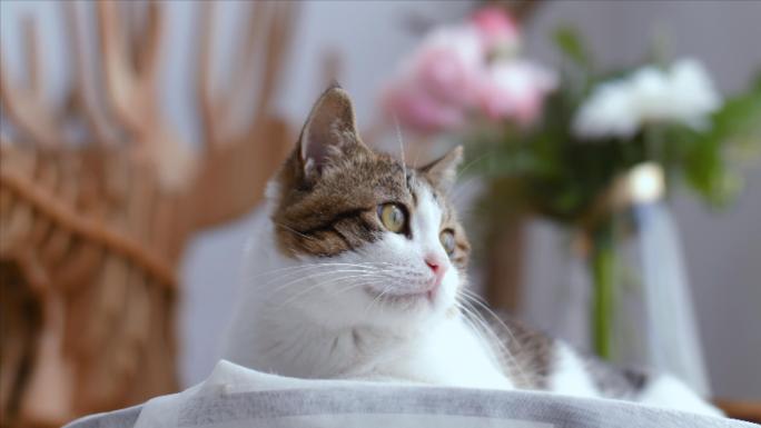 清新唯美猫咪视频，宠物萌宠4K视频素材