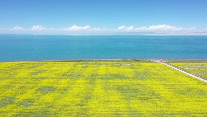 青海湖油菜花航拍