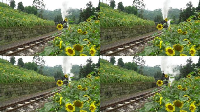 嘉阳小火车与向阳花9（1080P）