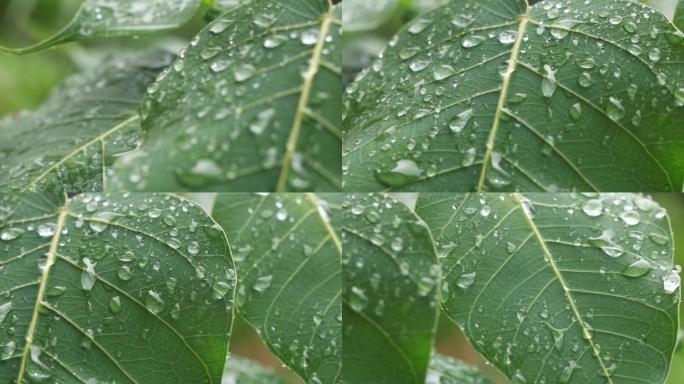 下雨中的菩提树