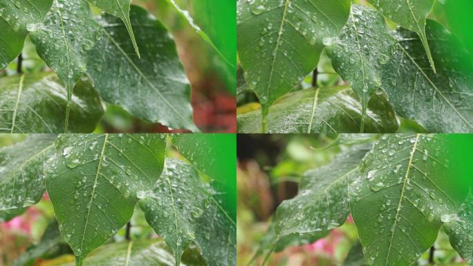 下雨中的菩提树