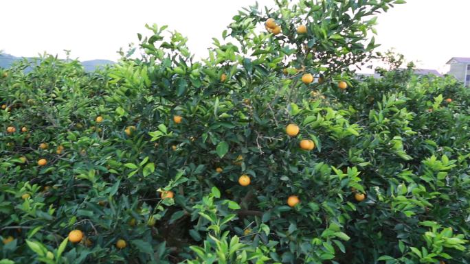 冰糖橙橙子果园丰收农村
