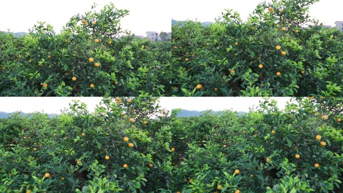 冰糖橙橙子果园丰收农村