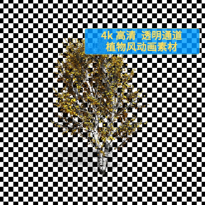04白桦树