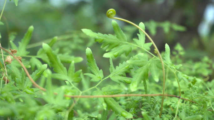 【4K】草药、海金沙草