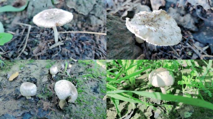 野生蘑菇野生菌蘑菇菌类白蘑草蘑