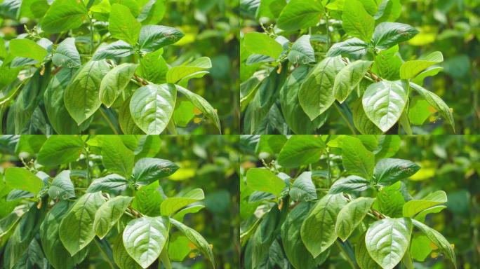 树叶绿叶柿子树叶