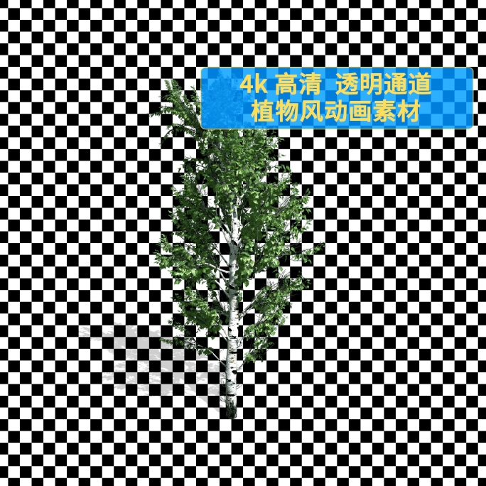 06白桦树