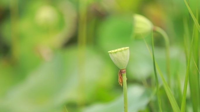 莲蓬视频素材