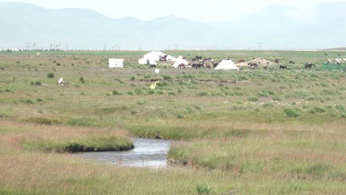牧场风吹草地现牛羊延时视频蒙古