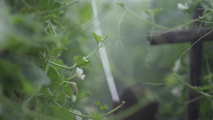 山东葫芦种植基地葫芦雕刻工艺