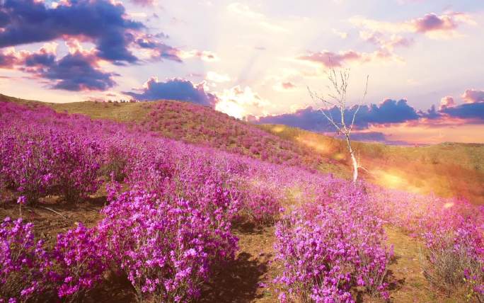 漫山遍野的紫色杜鹃花海