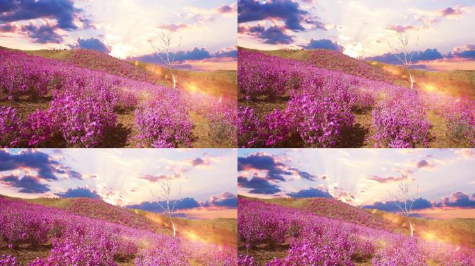 漫山遍野的紫色杜鹃花海
