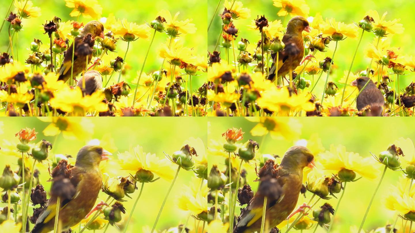 鲜花丛中的金翅雀