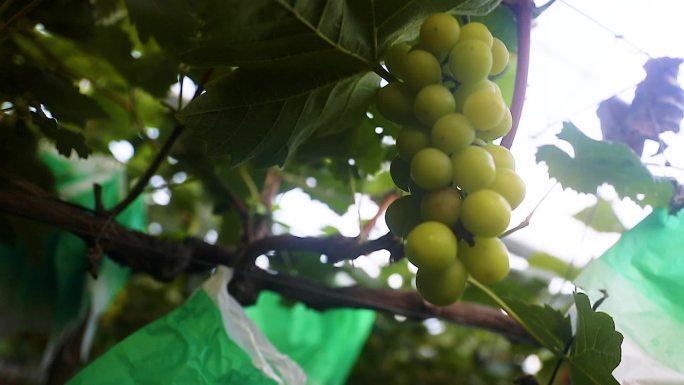 种植大棚葡萄未成熟果实特写