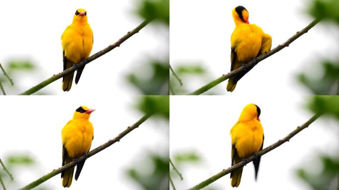 好漂亮的黄鹂鸟