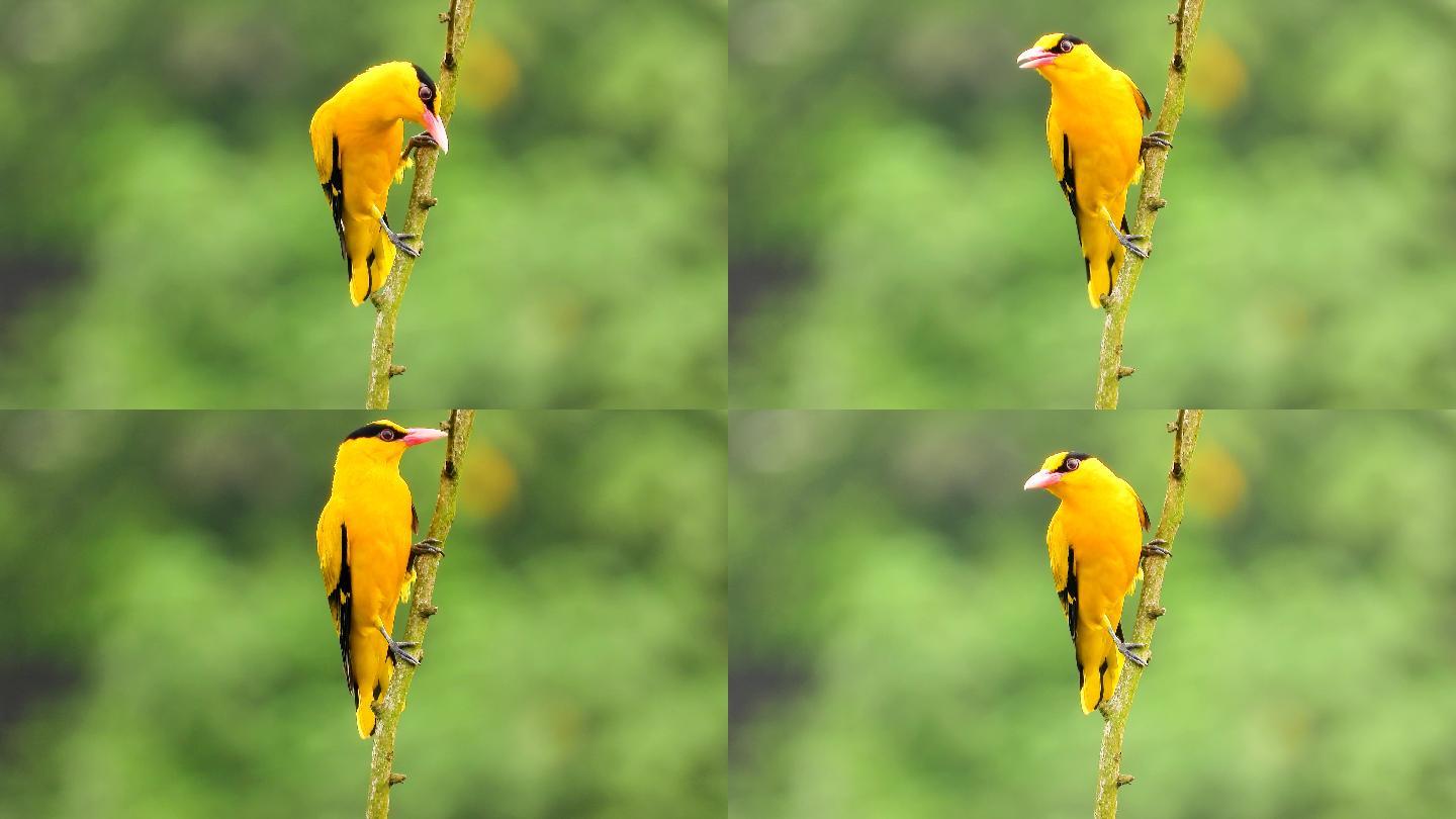黄鹂鸟好漂亮，好听的黄鹂鸟叫声
