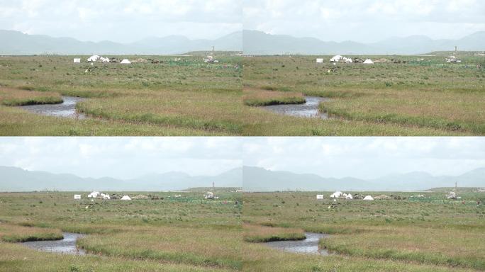 牧场风吹草地现牛羊延时视频蒙古