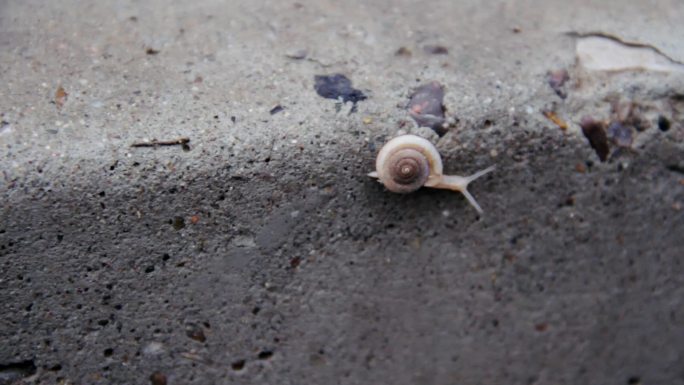 实拍马路上的蜗牛、蜗牛爬行、蜗牛特写