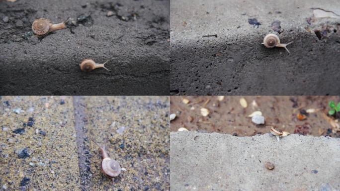 实拍马路上的蜗牛、蜗牛爬行、蜗牛特写
