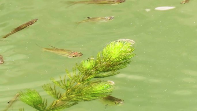 金鱼藻与小鱼4k