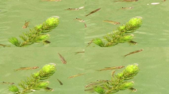 金鱼藻与小鱼4k