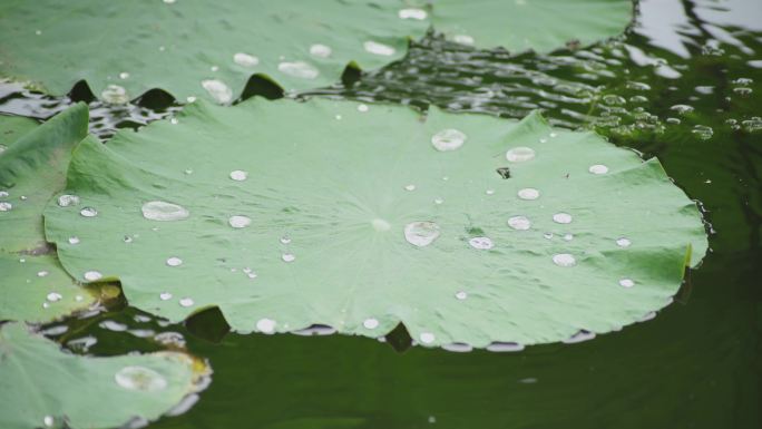 【原创】西湖荷花