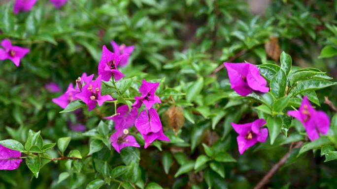 凌霄花与叶子花