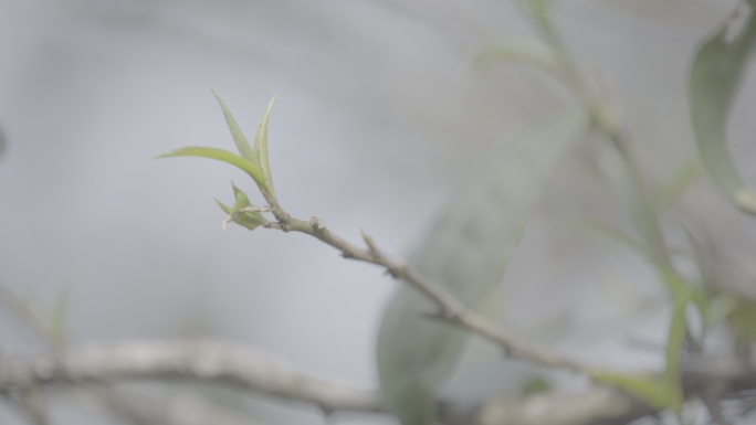 茶叶嫩芽芽尖